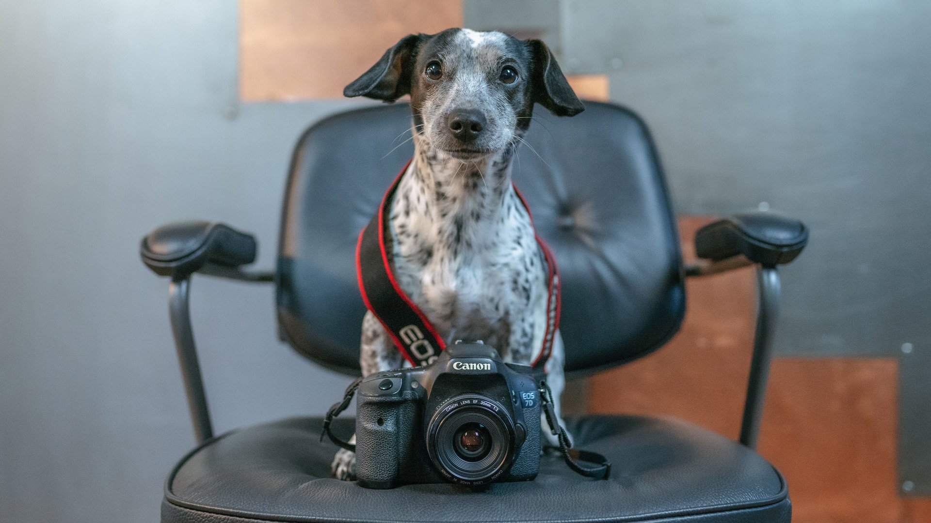 Dieses Bild zeigt eine Hund mit einer Kamera.